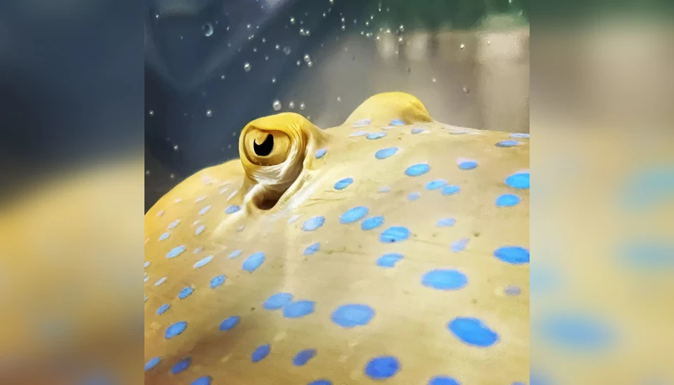 Хищник осваивается в новом месте. Фото: primocean_aquarium