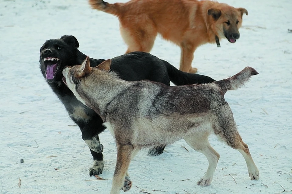 В Генпрокуратуре предложили разработать критерии немотивированной агрессии собак