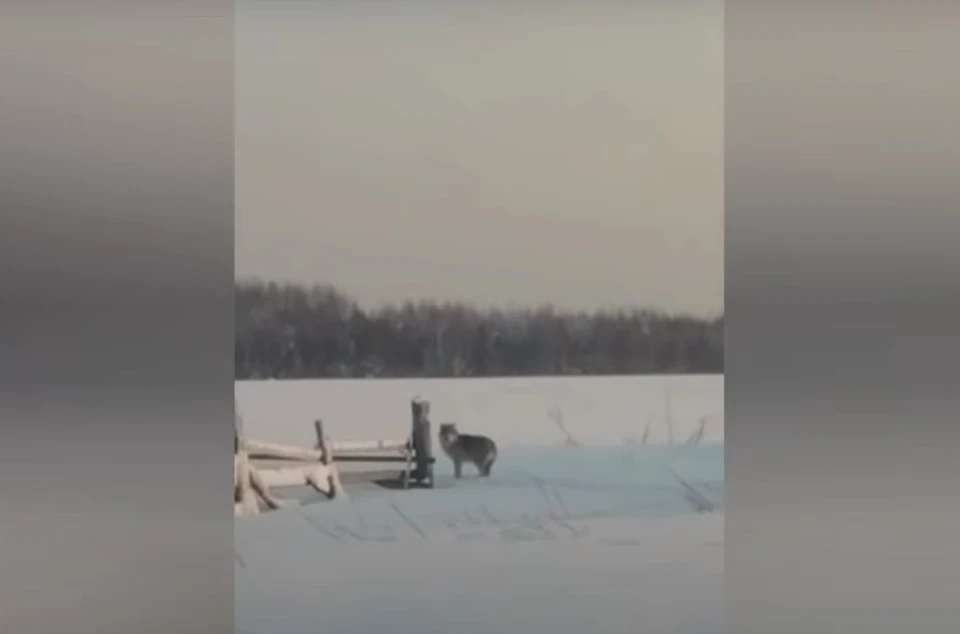 Фото: скриншот видео Эдуарда Лобанова
