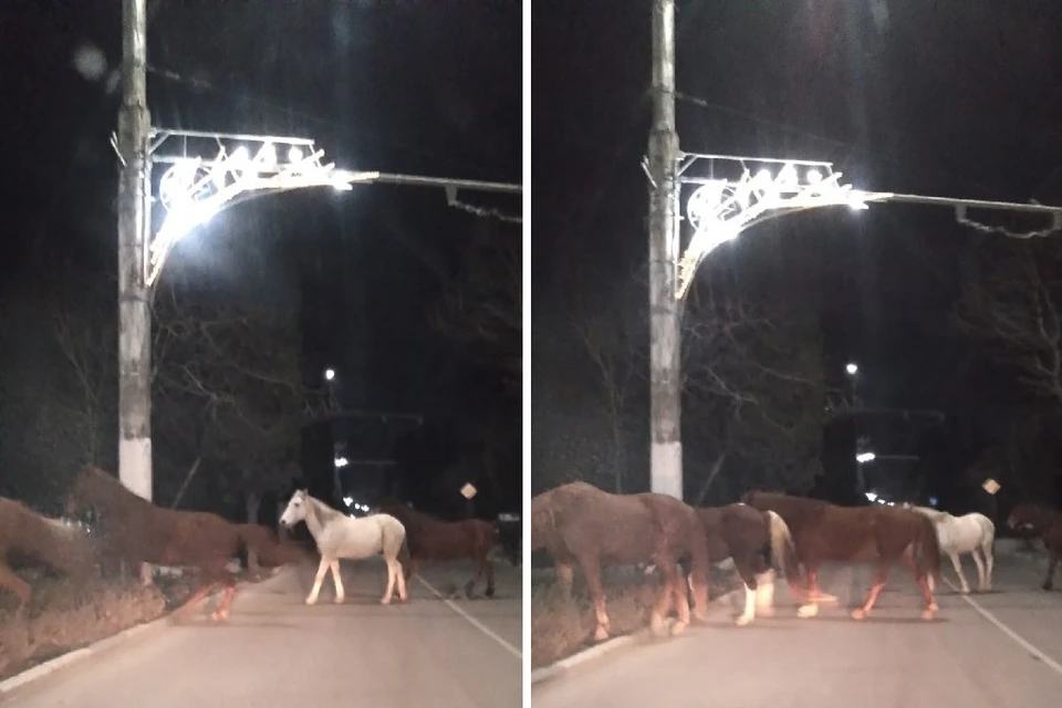 Лошади гуляют ночью по Ялте. Фото: Александр Александрович/ ПОДСЛУШАНО ЯЛТА/VK