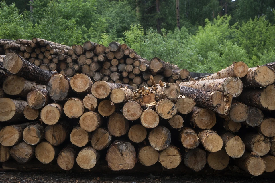Представители компании вырубили лес не на той территории, которую им выделили