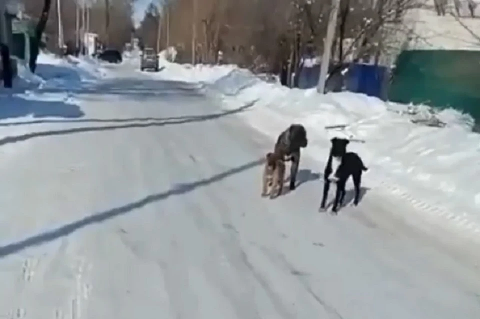 Бродячие животные преследуют хабаровчан на улицах Фото: скриншот из видео