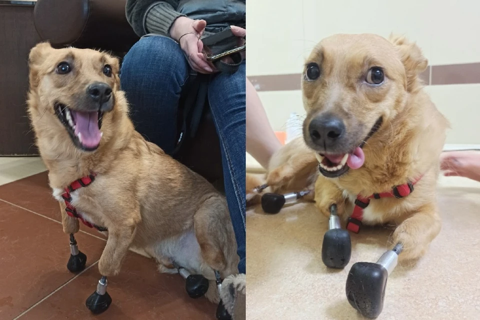 Моника стала первой в мире собакой с четырьмя протезами
