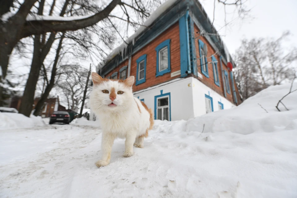 Небольшие морозы вернутся в Нижний Новгород на последней неделе февраля.