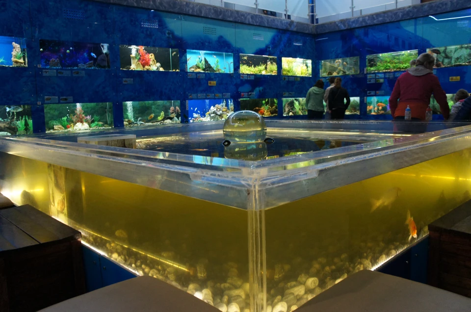 В 40 аквариумах живут более 500 рыб