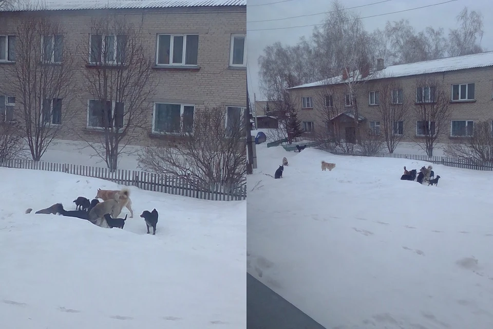 Жители поселка под Новосибирском пожаловались на свору агрессивных псов. Фото: "Подслушано Ордынское".