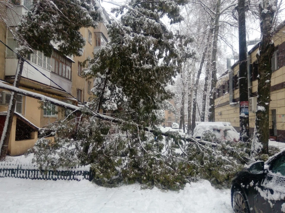 Одна из рухнувших туй. Фото: Александра Турусина.