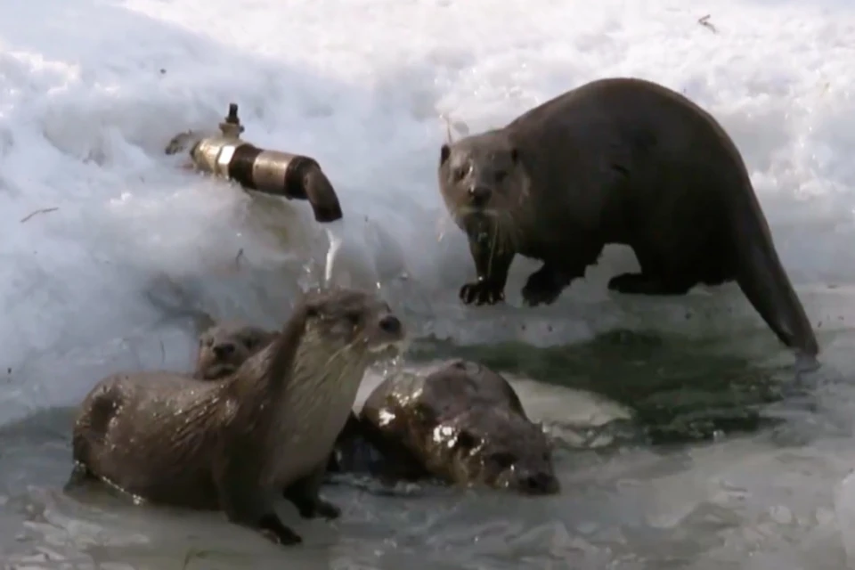 Выдры устроили водные процедуры в ледяной воде. Фото: стоп-кадр с видео.