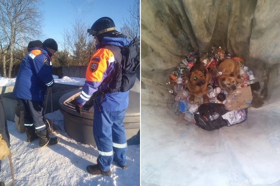 В Лодейном Поле спасли двух провалившихся в мусорное подземелье собак. Фото: vk.com/acclo