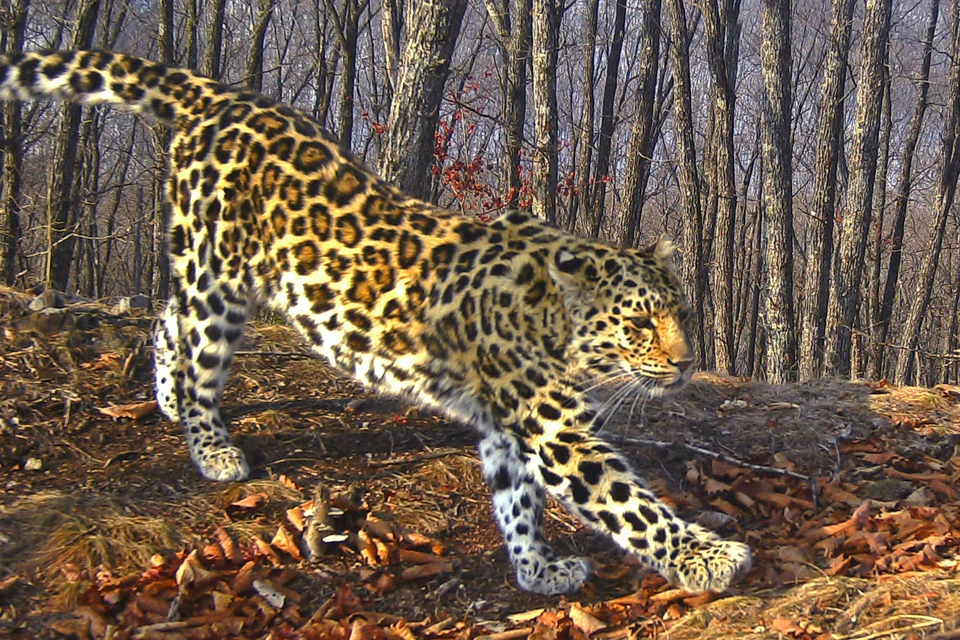Leo 164F. Фото: Национальный парк «Земля леопарда».