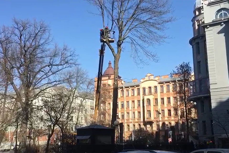 В Аникушинском сквере на Петроградке 22 марта началась вырубка деревьев ФОТО: источник "КП"