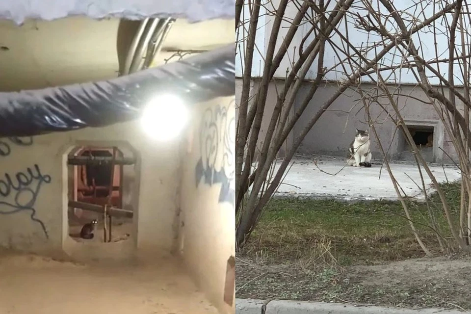 Сейчас кошки оказались буквально замурованы в подвале. Фото: Сибкрай. Ru