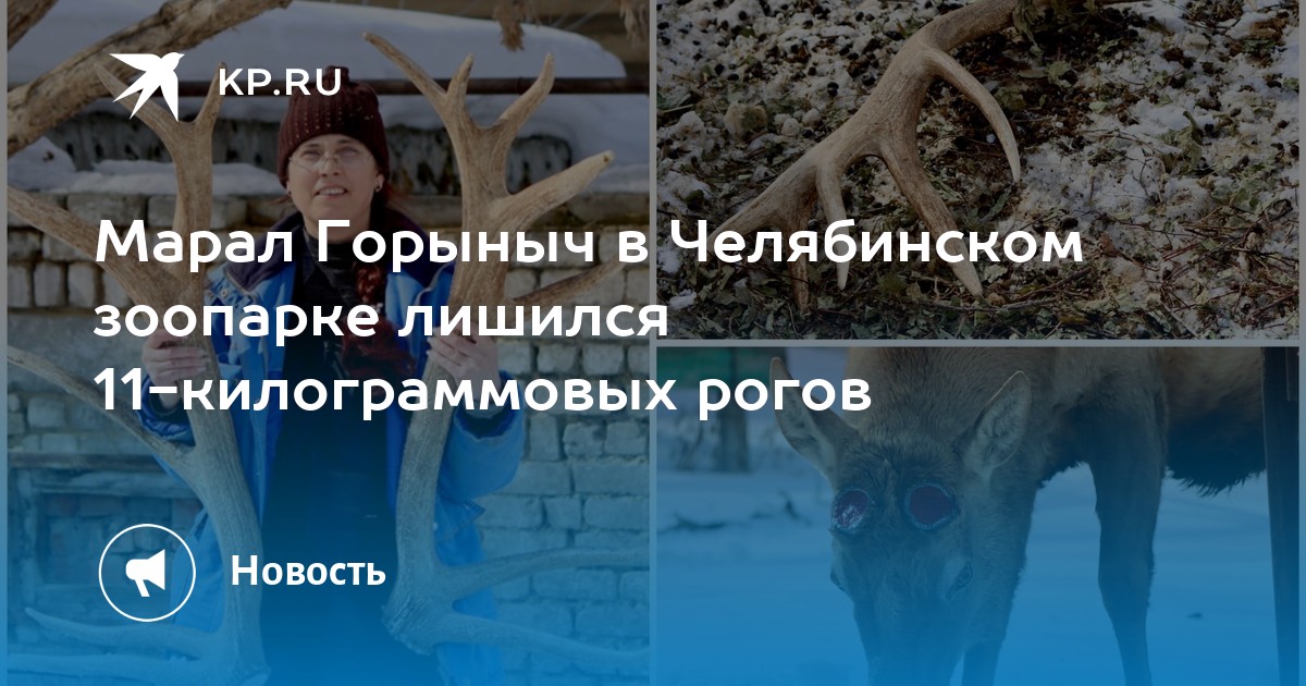 Лишилась в 11. Олень сбросил пуму. Изложение на тему олень сбросил рога 3 класс.