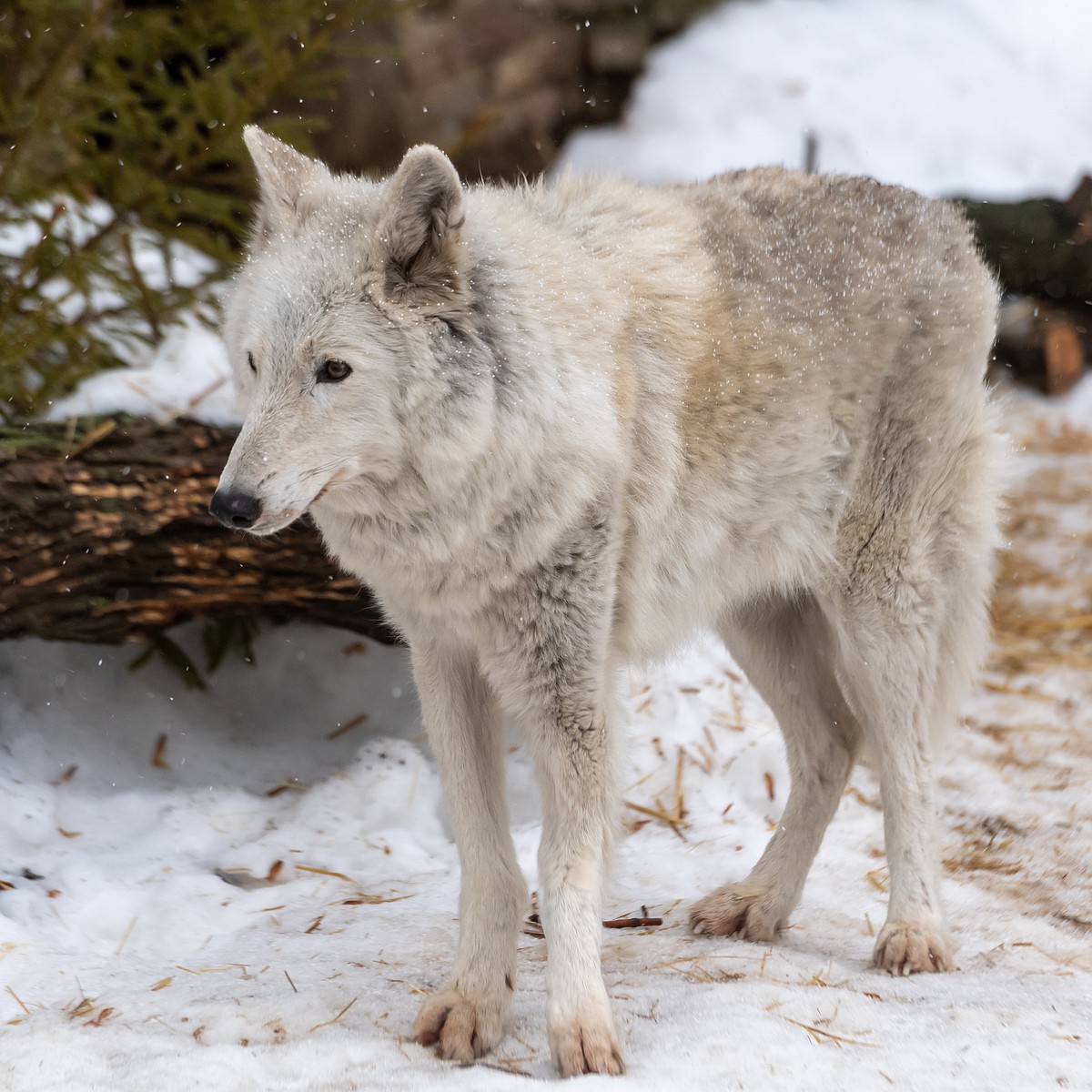 Во владимирских лесах обитают волки, но человека они избегают - KP.RU