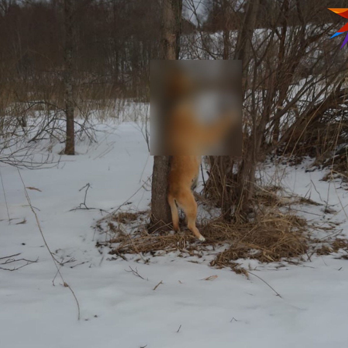 Повешенную на дереве собаку обнаружили дети в деревне Богданово Локнянского  района - KP.RU