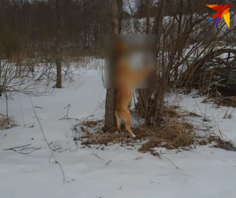 Фото: группа «Подслушано Локня»