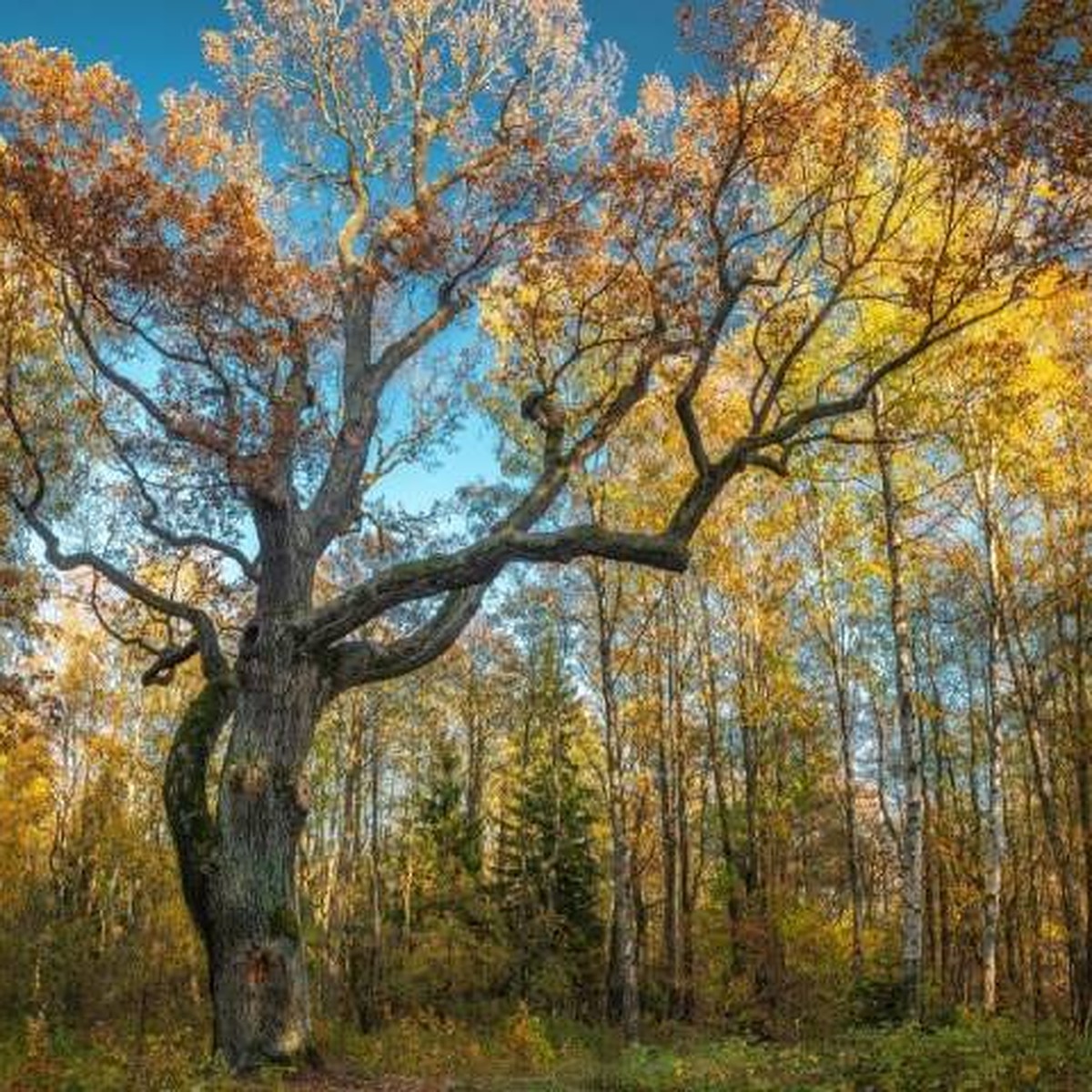 300-летний дуб в Петербурге стал памятником живой природы - KP.RU