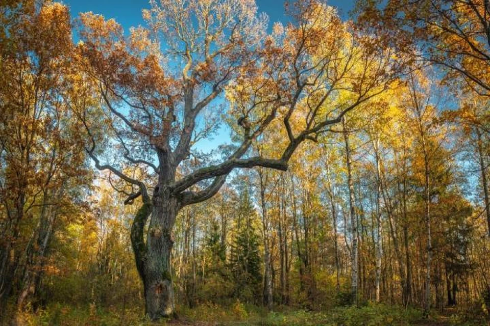 300-летний петербуржский дуб объявлен памятником живой природы / Фото: Комитет по природопользованию СПб