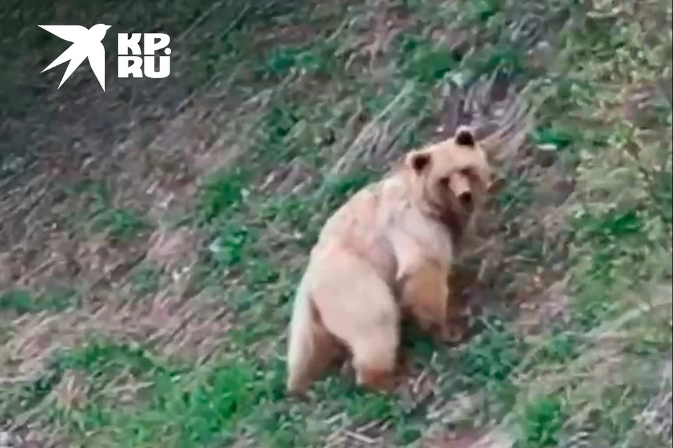 Фото: кадр из видео.