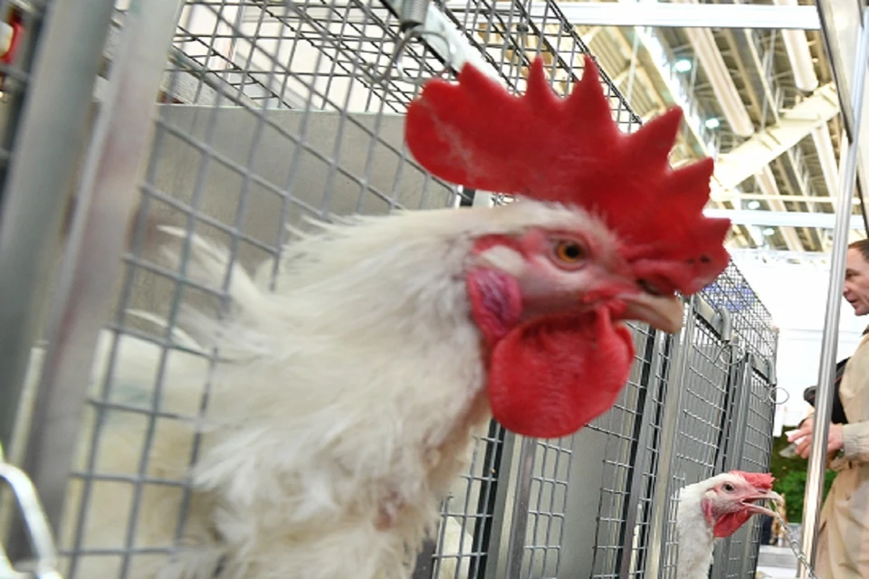 На новосибирской птицефабрике не планируют трудоустраивать осужденных.