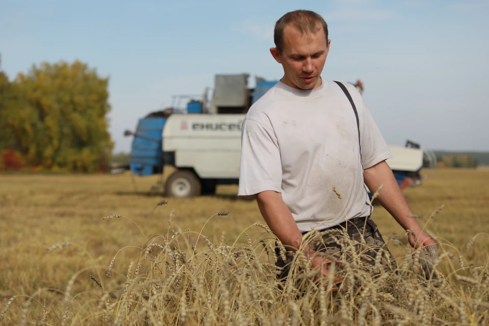 Пшенице и ржи отведут почти на три процента больше площадей, чем в прошлом сезоне.