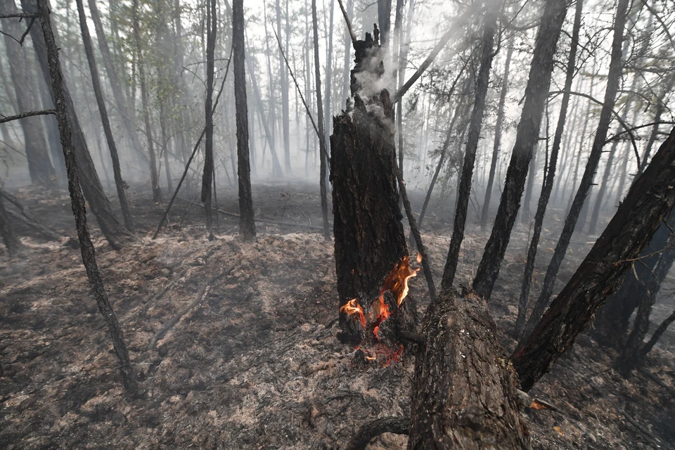 Первые лесные пожары в 2022 году зарегистрировали 11 апреля.