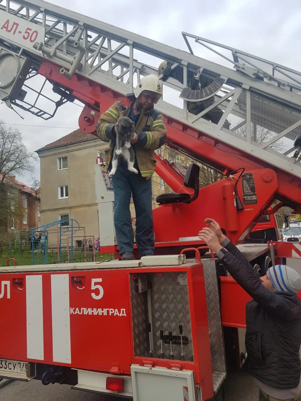 В Калининграде пожарные спасли кота, который просидел на дереве трое суток  - KP.RU