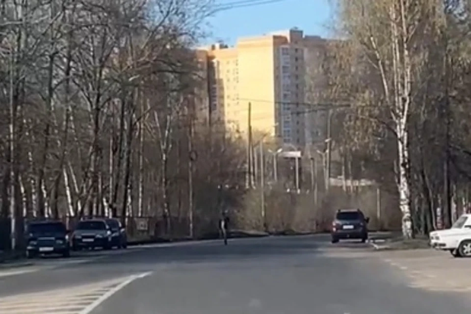 Четвероногий бежал мимо Шинного завода. Фото: "Подслушано в Ярославле", ВКонтакте