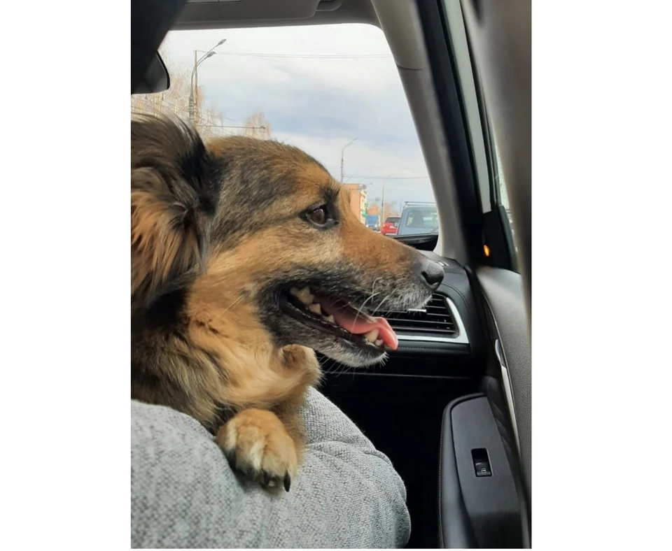 Эвакуированная в Ижевск жительница Мариуполя воссоединилась со своей собакой Чапой. Фото: глава Удмуртии Александр Бречалов