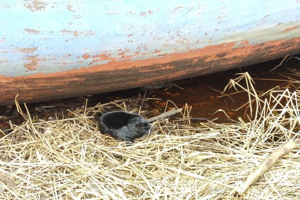 Маленькую нерпу нашли на берегу у реки Тосна в Ленобласти ФОТО: vk.com/sealrescue