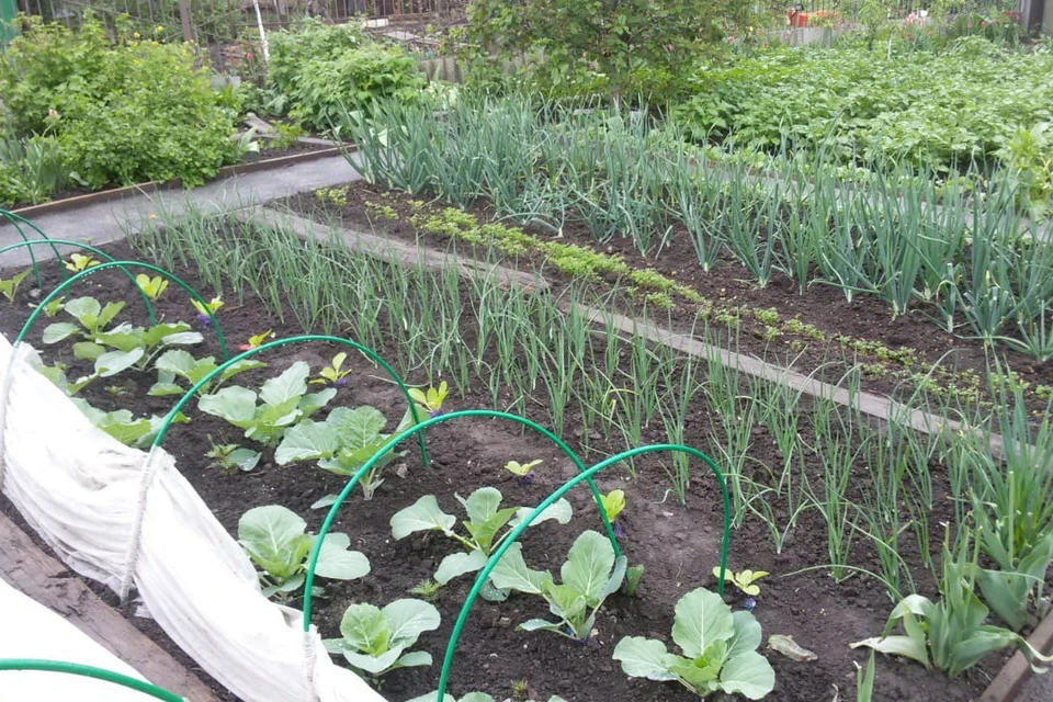 Что нужно сделать на огороде в майские, чтобы не остаться без урожая. Фото: АСТАФЬЕВА Татьяна