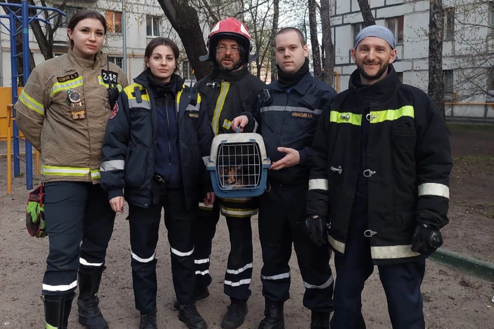 Один из вызовов касался кошки: звонившие сказали, что ее выбросили с 5 этажа, она зацепилась за дерево и теперь сидит на ветке. Фото предоставлены ОПСО «СпасРезерв»