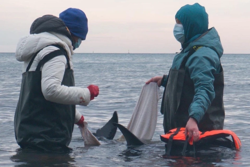 Сотрудники "Дельфы" и волонтеры пять дней боролись за жизнь белобочки. Фото: страница центра «Дельфа» в ВК.