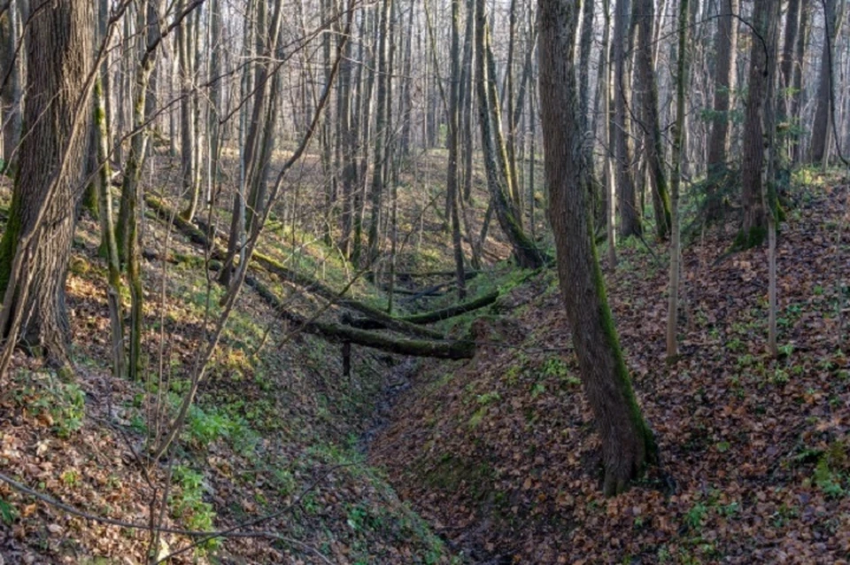 В лесопосадке в Симферополе нашли тело женщины.