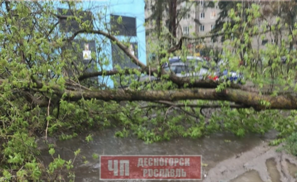Сильный ветер повалил деревья в нескольких населённых пунктах Смоленской области. Фото: t.me/shock_des_ros.