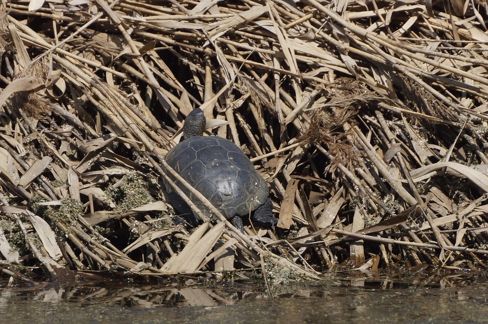 В центре Тулы появились краснокнижные болотные черепахи