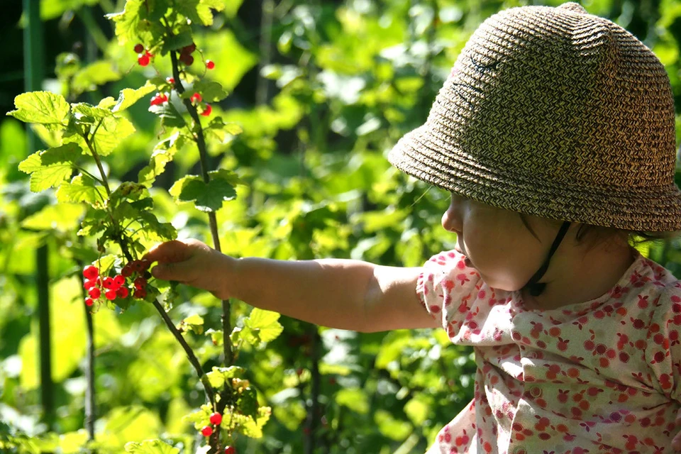 10 популярных, но ядовитых дачных декоративных растений