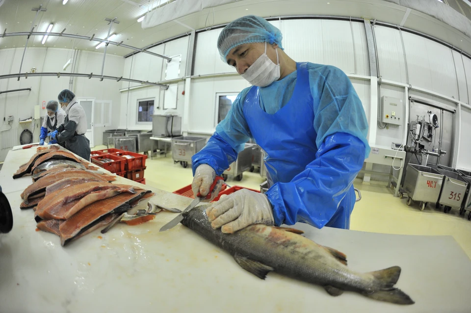 Оснащение рыбного цеха способно выдавать до 16 тонн готовой продукции.