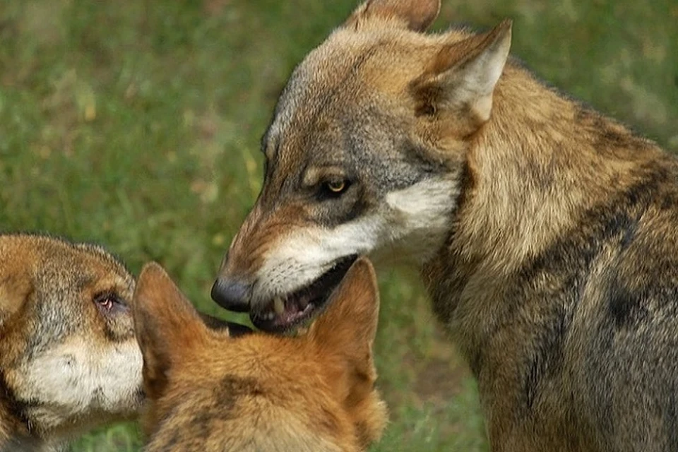 Волки загрызли цепную собаку в Крыму