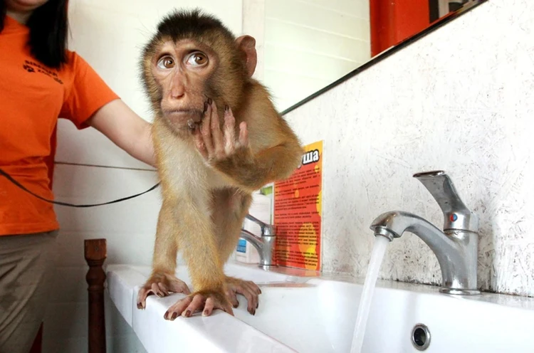 Как в зоопарках Иркутска животные спасаются от жары: стрижку покороче и холодный душ