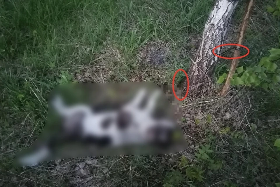 В лесу под Рязанью обнаружили мертвую собаку, привязанную к березе.