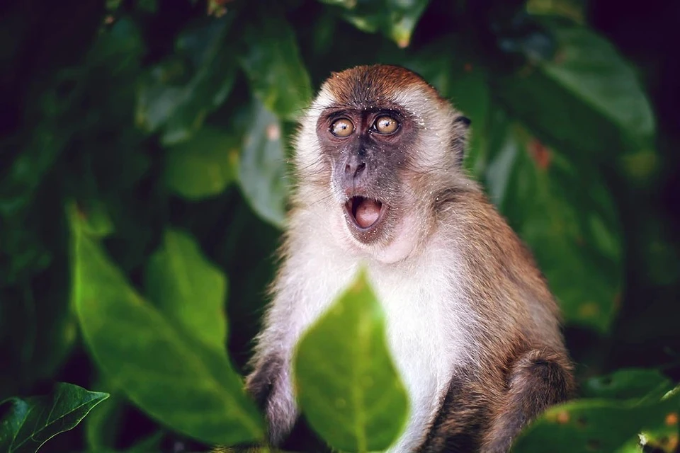 Роспотребнадзор оценивает вероятность завоза обезьяньей оспы как низкую