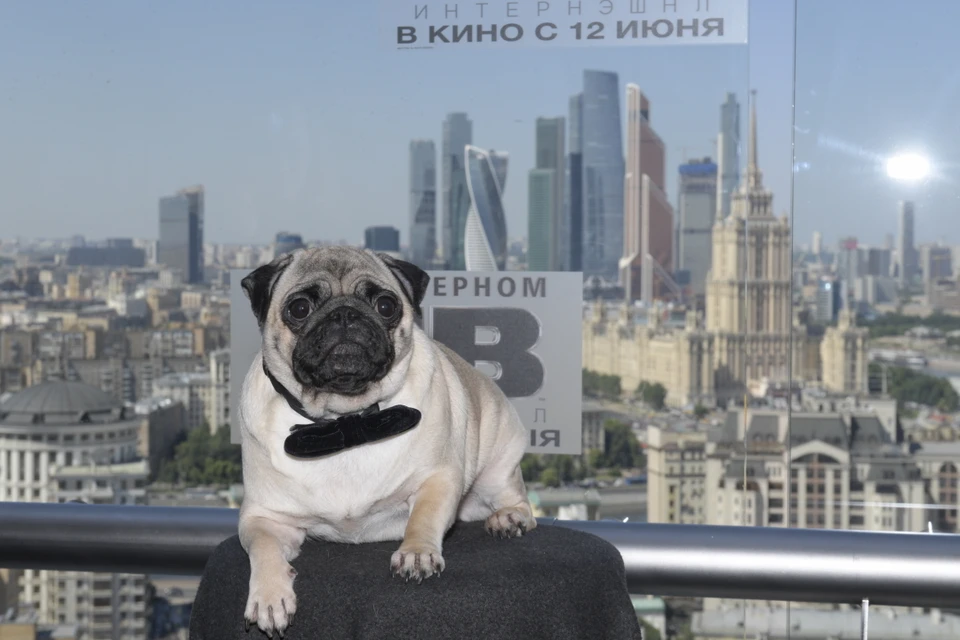 Фонд помощи мопсам Петербурга осудил британских ученых, призвавших запретить эту породу собак.