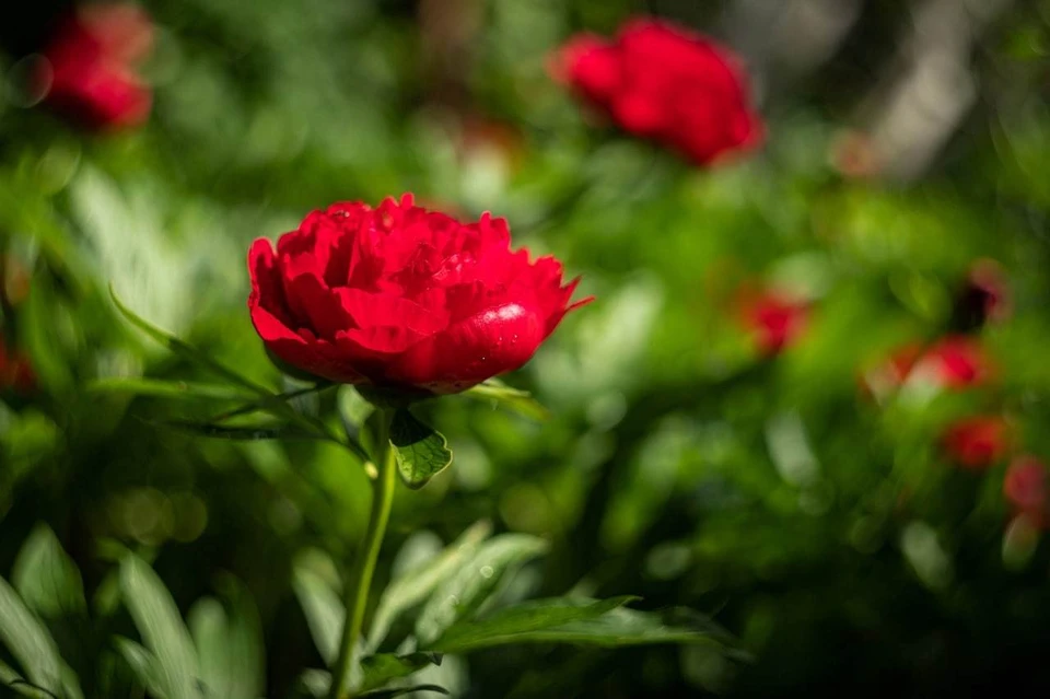 Насладиться красотой пионов можно в мае. Фото: Константин Аношин\Никитский ботанический сад