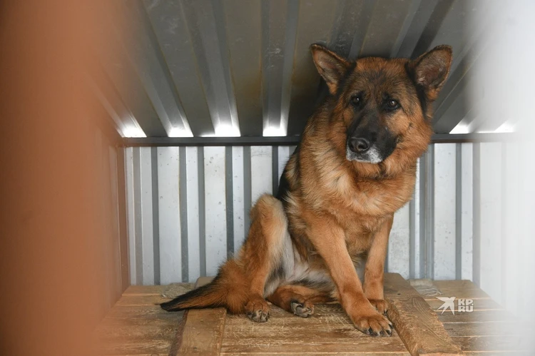 «На улице им не выжить»: «вечными» обитателями приюта в Екатеринбурге остаются псы, которым нужна помощь человека