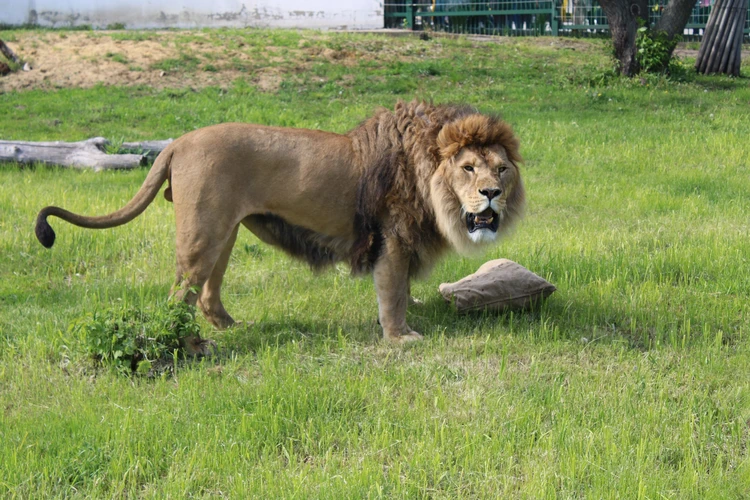 В пензенском зоопарке прошло показательное кормление льва Симбы
