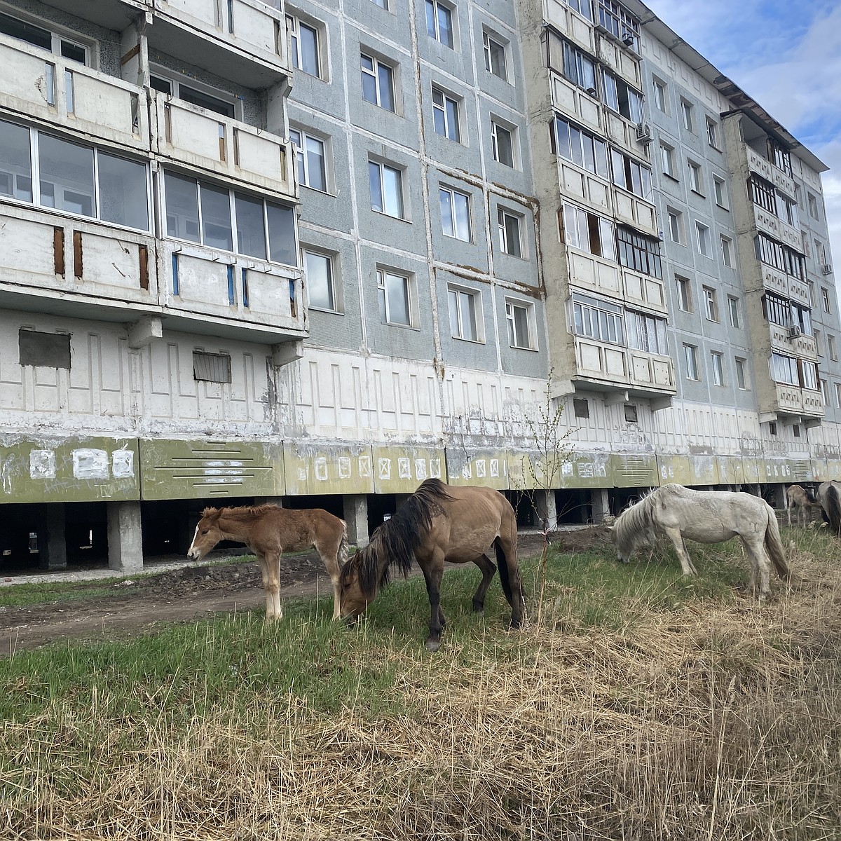 В Якутске откроется «штрафстоянка» для лошадей, которые безнадзорно гуляют  по городу - KP.RU