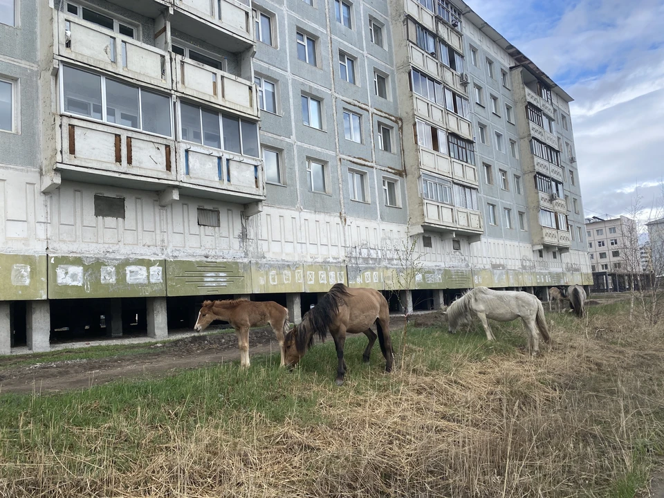 Лошади как на окраинах Якутска, так и в самом его центре давно стали привычным дополнением городского пейзажа.