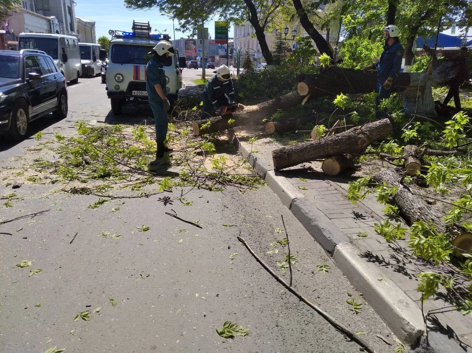 Упавшее дерево на Гончарова в Ульяновске оперативно убрали