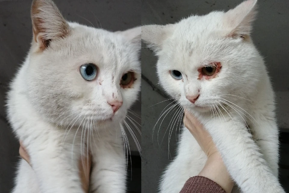 Кота удалось пристроить в добрые руки. Фото: Валентина Семенова